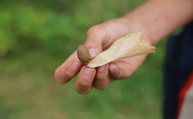 Đuôi hạt ươi bay có dính với cuống mà người dân hay gọi là cánh, khi có gió mạnh sẽ lìa cành, bay xoay xoay tròn xoe đến khi chạm đất hoặc bụi rậm. (Ảnh: Pháp luật TP.HCM)
