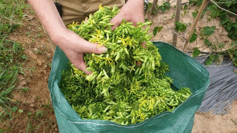 Thương lái đến tận ruộng thu mua hoa thiên lý. Ảnh: Nông nghiệp & Môi trường