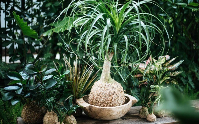 Cây lan bình rượu