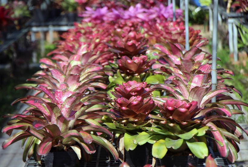 Cơ duyên đưa anh Châu đến với loài cây này bắt đầu từ năm 2019. Ảnh: VietNamnet