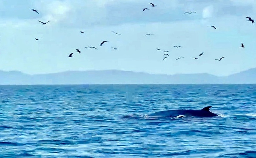 Hai mẹ con cá voi săn mồi ở Cù Lao Mái Nhà (xã Ô Loan, Đắk Lắk).