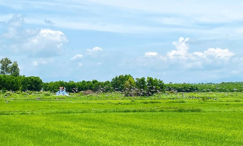 Đàn cò ốc quý hiếm xuất hiện ở Quảng Trị. (Ảnh: Báo Quảng Trị)