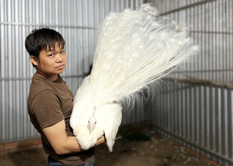 Anh Tín và con chim công trắng quý hiếm trong trại của anh. Ảnh: VietNamnet