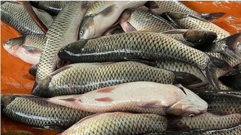 Lớp màng nhầy trên cá.