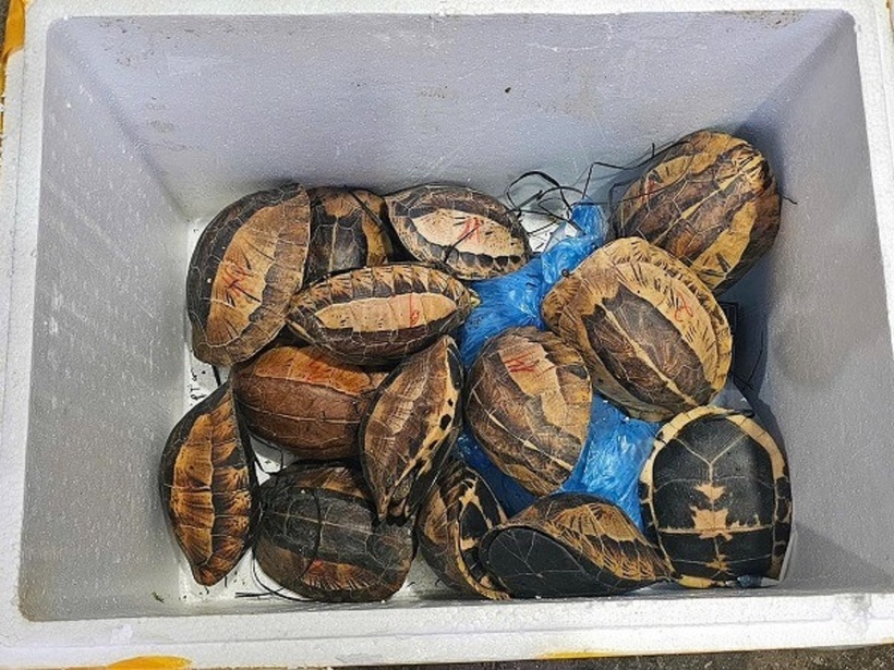 Cá thể rùa hộp trán vàng. Ảnh: Sức khỏe và Đời sống