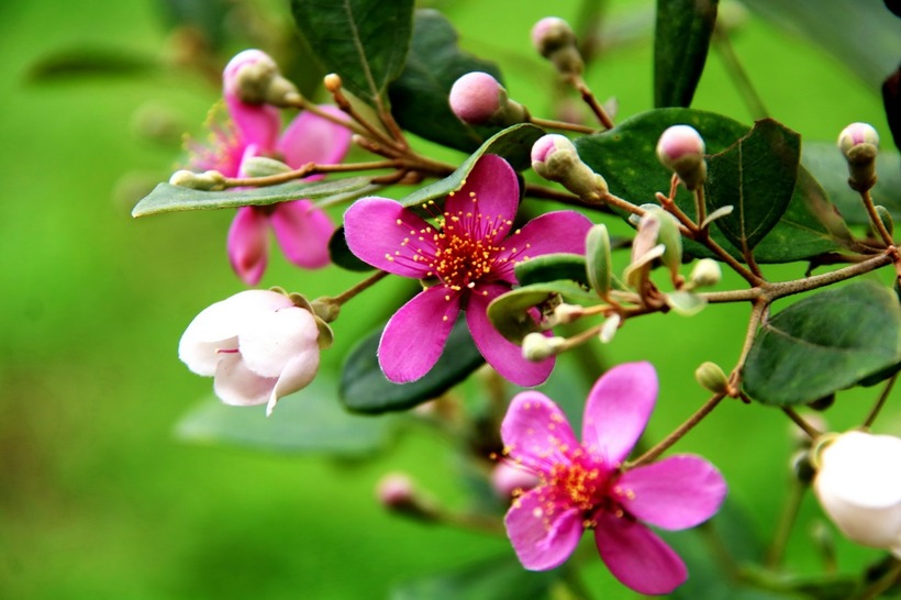 Cây sim đã trở thành một lựa chọn phổ biến để trang trí. Ảnh minh họa.