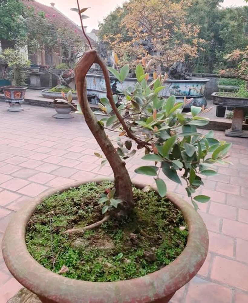 Những cây từng đậu quả thường có sức sống tốt, dễ ổn định hơn sau khi chuyển về môi trường sống mới. Ảnh: Tri thức & Cuộc sống