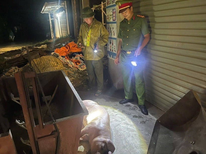 Công an xã Phú Khê đã phát hiện, xử lý vụ buôn bán lợn nhiễm dịch tả lợn Châu Phi. Ảnh: Báo Dân trí.