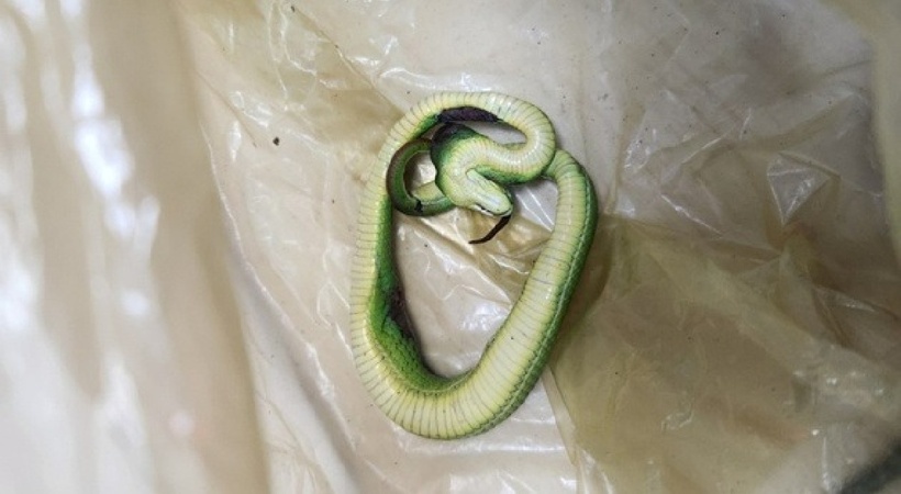 Rắn lục đuôi đỏ rơi từ giàn mướp, cắn bé trai 6 tuổi nguy kịch. Ảnh: BVCC.