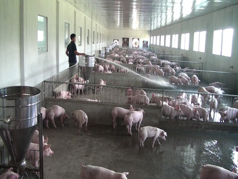 Bộ Nông nghiệp và Môi trường cho biết hiện cả nước ghi nhận 248 ổ dịch tại 20/34 tỉnh thành chưa qua 21 ngày. Ảnh minh họa