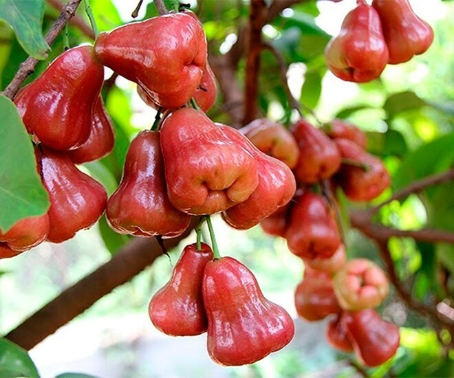 Với thân gỗ nhỏ, lá xanh bóng và những chùm quả đỏ mọng hoặc trắng ngà, cây roi không chỉ thu hút bởi hương vị thanh mát mà còn gợi nhớ ký ức tuổi thơ của nhiều thế hệ. Ảnh minh họa.