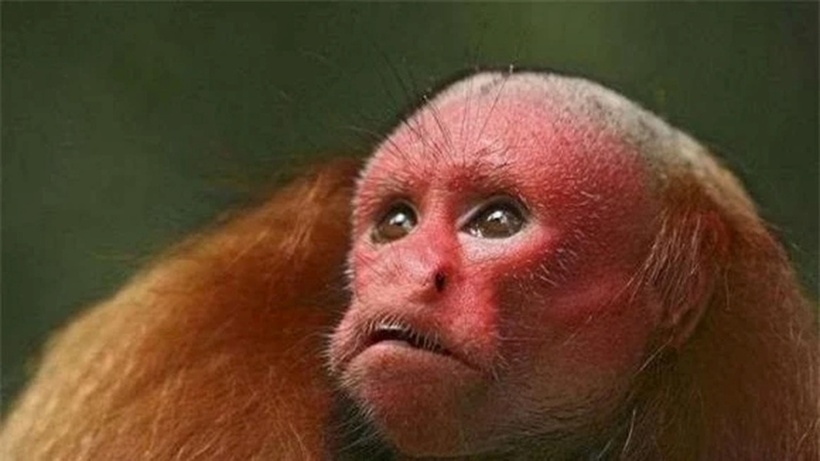 Khỉ Uakari hói đỏ nổi bật với ngoại hình đặc biệt, là loài khỉ duy nhất có khuôn mặt đỏ hoàn toàn. Màu đỏ hiếm thấy này không phải do sắc tố mà là kết quả của các mạch máu đặc biệt nằm gần bề mặt da.