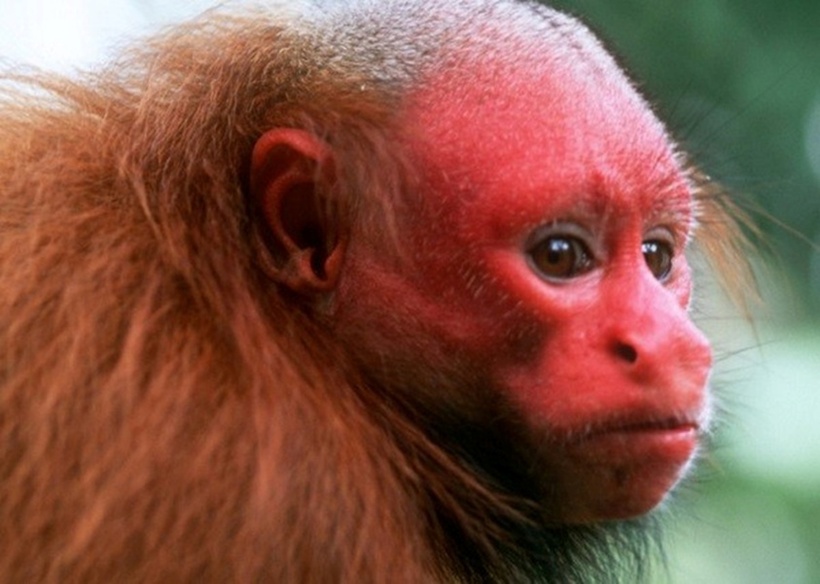 Trong thế giới động vật rộng lớn, nhiều loài có vẻ ngoài độc đáo, thậm chí "kì dị" nhờ chiếc đầu trọc. Một trong số đó là khỉ hói, hay còn gọi là khỉ Uakari hói đỏ, một loài đặc hữu chỉ tìm thấy ở một số khu rừng nhất định trong lưu vực sông Amazon. Đáng buồn thay, loài khỉ này hiện đang đối mặt với nguy cơ tuyệt chủng và đã được liệt kê vào Sách Đỏ.