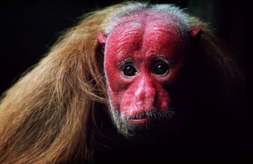 Khỉ Uakari hói đỏ, một loài đặc hữu chỉ được tìm thấy ở một số khu vực rừng nhất định. Chúng là loài sống theo nhóm và thường cư trú trên những cành cây cao trong các khu rừng rậm rạp nhất. Thức ăn chủ yếu của chúng là hạt và hoa quả, đôi khi chúng cũng ăn côn trùng nhưng không chủ động tìm kiếm. Giống như nhiều loài khỉ khác, Khỉ Uakari hói đỏ rất hòa đồng và thích nghi tốt với cuộc sống trên cây, chúng thường xuyên di chuyển và khám phá tự do trong rừng.