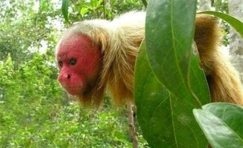 Khỉ Uakari hói đỏ có chiều dài thân từ 35 đến 50 cm và đuôi ngắn chỉ khoảng 15 đến 20 cm. Điểm đặc trưng nhất của chúng là khuôn mặt trần trụi, có thể đỏ bừng khi bị kích thích, cùng với bộ lông dài và dày. Loài này có ba biến thể màu sắc chính: một loại màu xám với mặt hồng, một loại khác màu đỏ với mặt đỏ tươi và loại thứ ba màu nâu nhạt với mặt đen.  Chúng thường hoạt động trong các nhóm nhỏ và chủ yếu sống trên các cành cây cao, di chuyển bằng bốn chân và ăn trái cây cùng các bộ phận khác của thực vật.