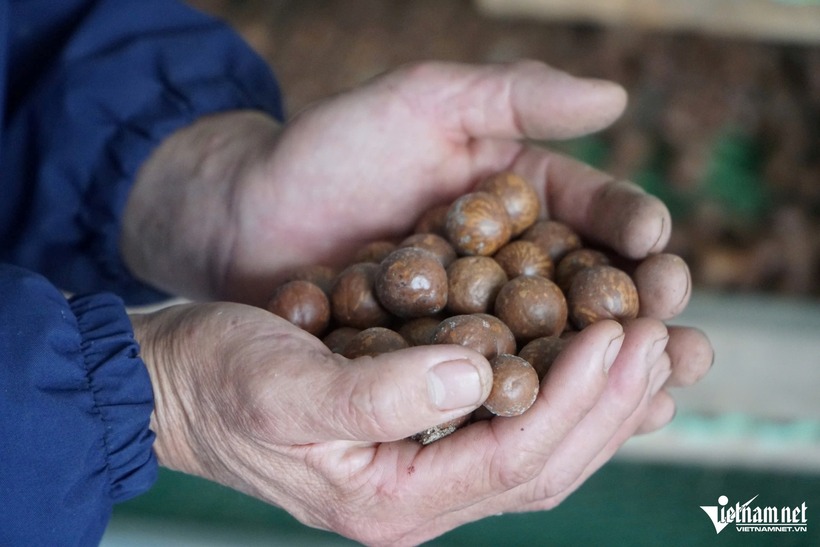 Hạt mắc ca sấy khô. Ảnh: VietNamnet