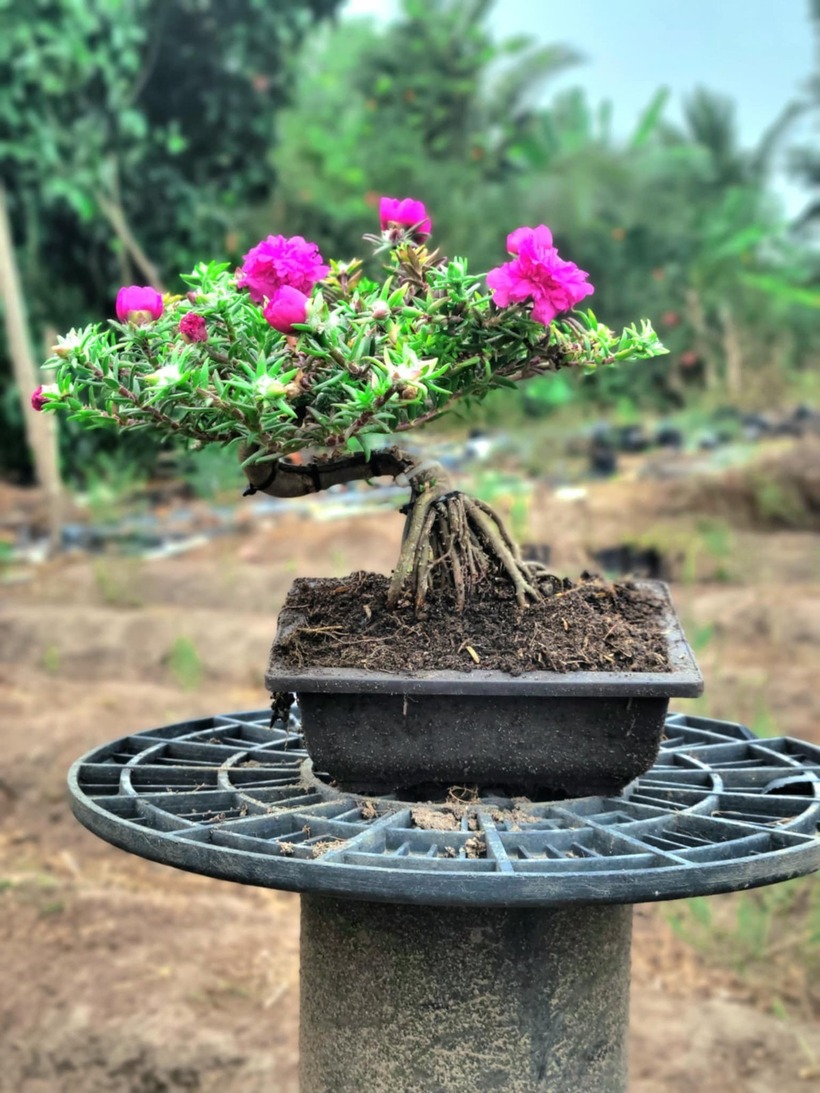 Hoa mười giờ là loài thân thảo thuộc họ Rau sam (Portulacaceae). Sở dĩ có tên gọi này là vì đặc tính sinh học của chúng: hoa thường nở rộ vào khoảng 10 giờ sáng, khi ánh nắng mặt trời đạt đến độ mạnh lý tưởng nhất.