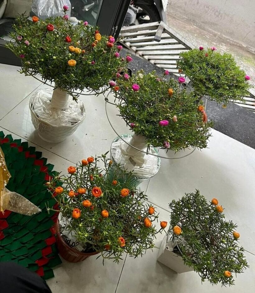 Hoa mười giờ sở hữu những cánh hoa mềm mại, xếp chồng lên nhau, tạo nên những bông hoa tròn đầy và rực rỡ sắc màu. Chúng có một bảng màu đa dạng, từ đỏ, hồng, tím, vàng, cam cho đến trắng. Đặc trưng của loài hoa này là nở vào buổi sáng và khép lại vào buổi chiều. Hơn nữa, hoa mười giờ rất dễ trồng, có khả năng chịu nắng nóng tốt và sinh trưởng mạnh mẽ trên nhiều loại đất khác nhau.