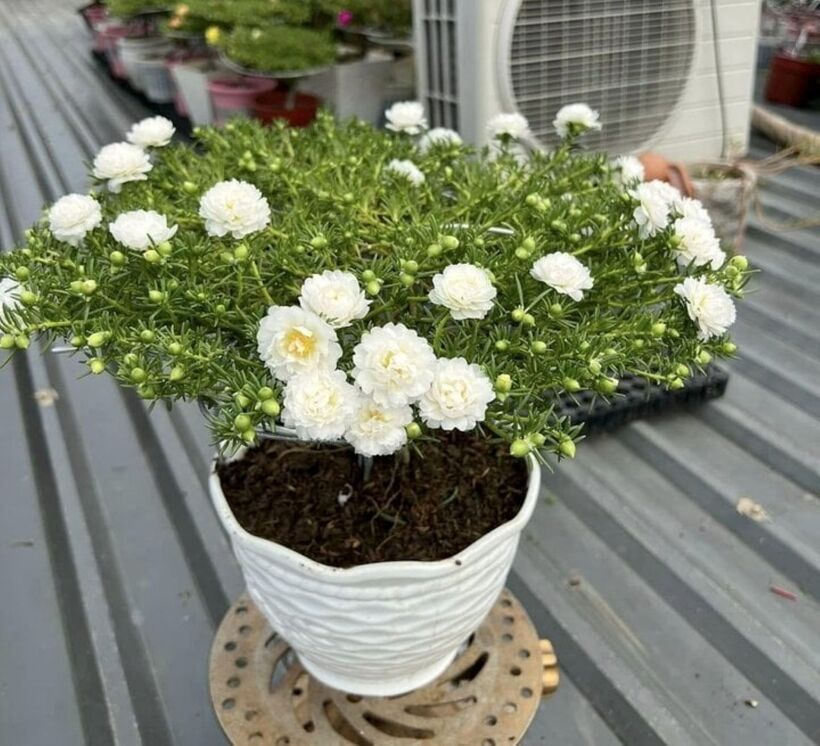 Hoa mười giờ có nhiều màu độc đáo, đây cũng là điểm mạnh về sự phong phú đa dạng của loại cây cảnh này.