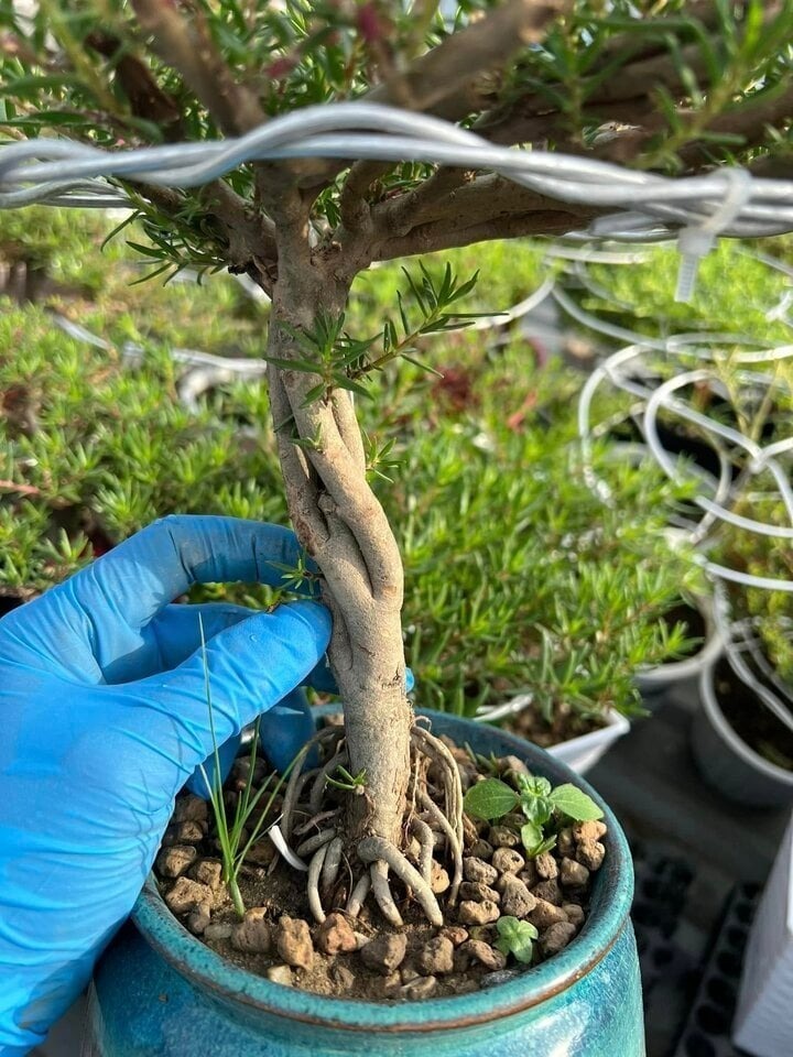 Chị M., một người chuyên bán mười giờ bonsai, chia sẻ: "Loại mười giờ này có thân to, rất thích hợp để tạo dáng cây cảnh nghệ thuật. Tuy nhiên, để có được một cây bonsai hoàn chỉnh, chúng phải được chăm sóc đặc biệt trong khoảng 2-3 năm. Đó chính là lý do khiến giá thành của chúng có thể lên đến hàng triệu đồng."
