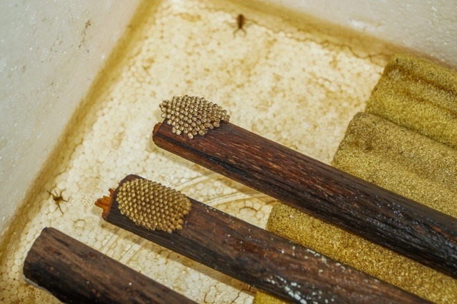 Cà cuống là loài sinh sản nhanh với số lượng lớn và đẻ quanh năm. Ảnh: ZNews