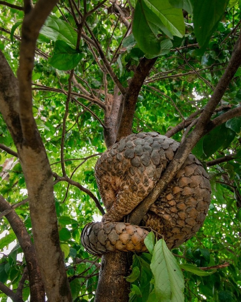 Hình ảnh con tê tê ngủ trên cây ghi lại.