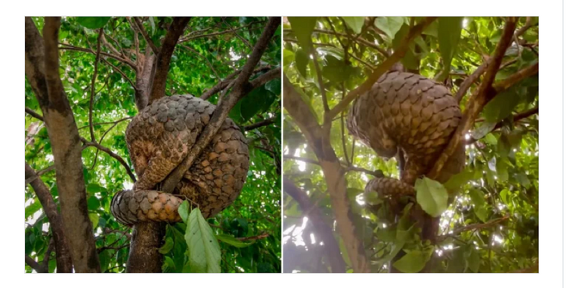 Tê tê Sunda là loài đang bị đe dọa nghiêm trọng, từng bị săn bắt tràn lan vì bộ vảy và thịt của chúng.