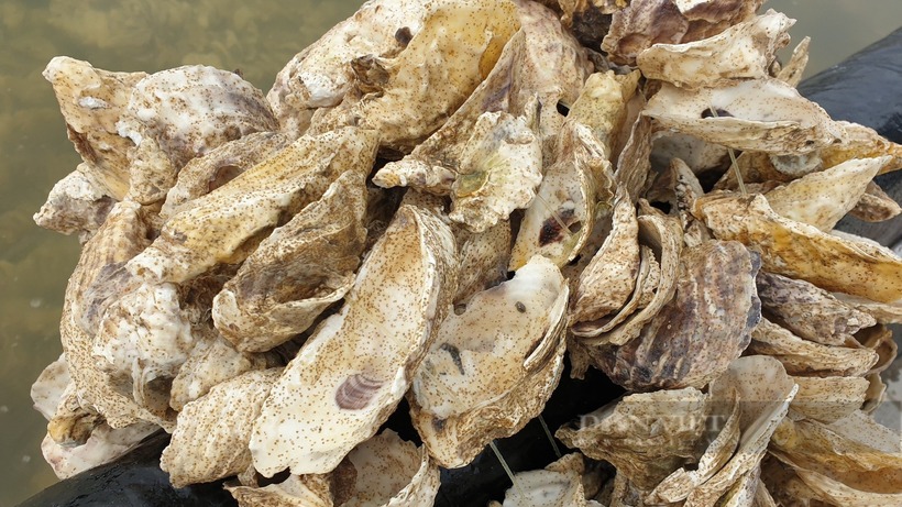 Hình ảnh chùm hàu giống. Ảnh: Dân Việt
