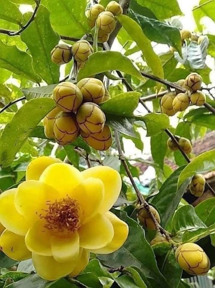 Trà hoa vàng, được mệnh danh là "nữ hoàng" của các loại trà, có giá trị kinh tế cao. Ảnh: Tri Thức & Cuộc sống.
