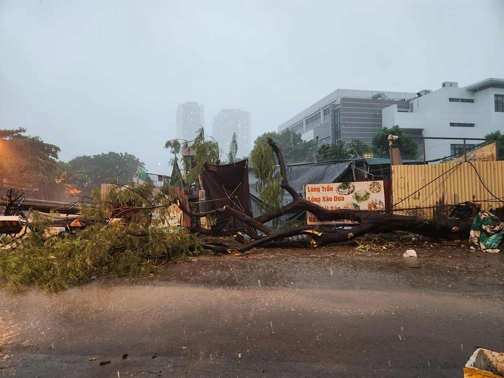 Cây đổ ở đường Lương Thế Vinh, phường Đại Mỗ. (Ảnh: Tuổi trẻ)