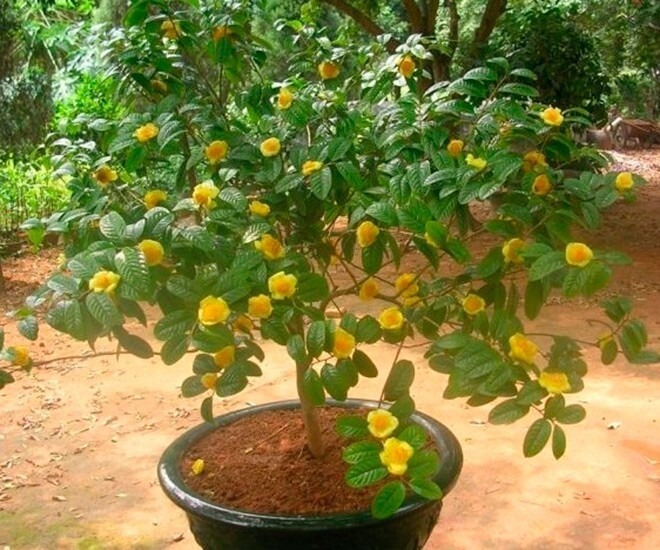Bonsai trà hoa vàng được người thành phố tìm mua những năm gần đây. Ảnh: Tạp chí Tri Thức & Cuộc sống.