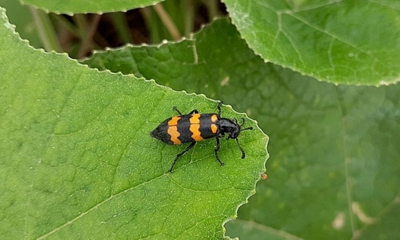 Hình ảnh loại sâu được chế biến thành món sâu rang khiến người đàn ông tử vong. Ảnh: Người Lao Động