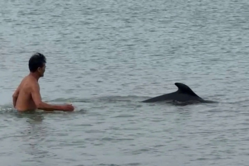 Người dân ra chơi đùa với cá heo. Ảnh: Tuổi Trẻ Online