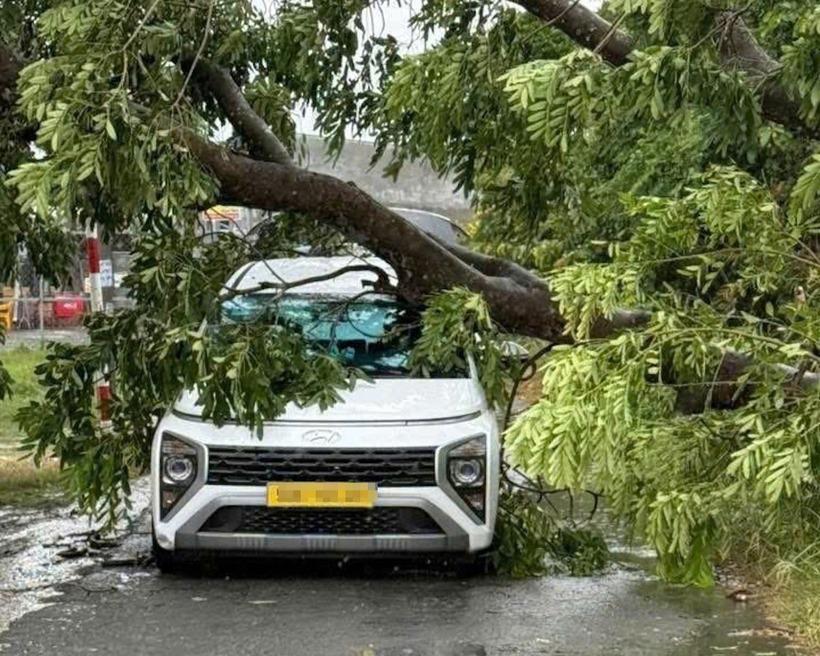 Cây cổ thụ bật gốc đè ô tô công nghệ ở đường Cầu Rạch Suối, xã Tân Vĩnh Lộc. (Ảnh: VietnamNet)