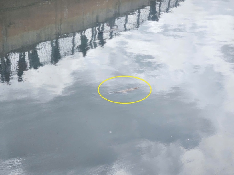 Hình ảnh cá sấu nổi lên mặt nước. (Ảnh: VietnamNet)