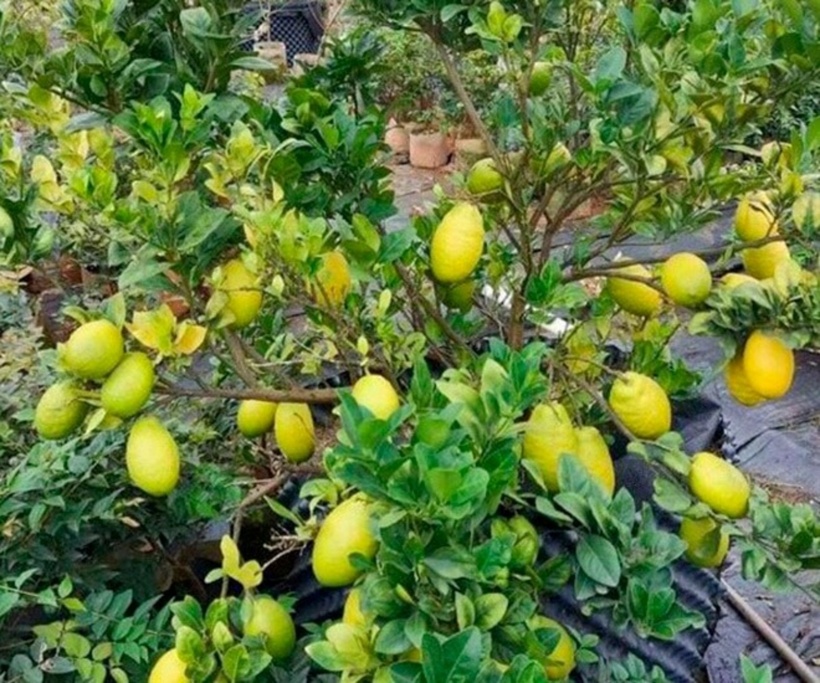 Nhận thấy tiềm năng kinh tế, nhiều gia đình đã bắt đầu trồng chanh yên để bán quả hoặc dùng làm cây cảnh. Ảnh: Tri Thức & Cuộc sống.