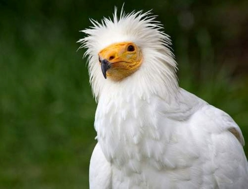 Kền kền Ai Cập chủ yếu ăn thịt và xác thối vì vóc dáng nhỏ bé nên chúng phải chờ đợi ăn thừa của các loài thú săn mồi khác to lớn hơn. Ảnh: Pixabay.