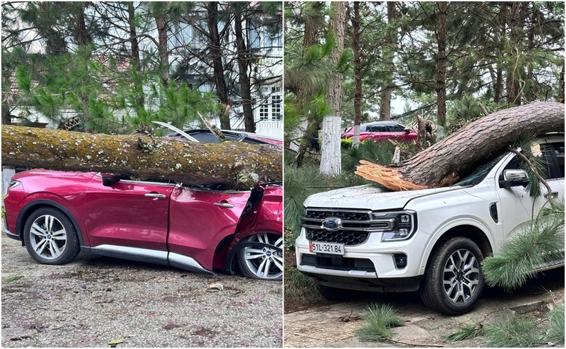 Thông đổ đè 2 ôtô ở Đà Lạt. (Ảnh: VnExpress)