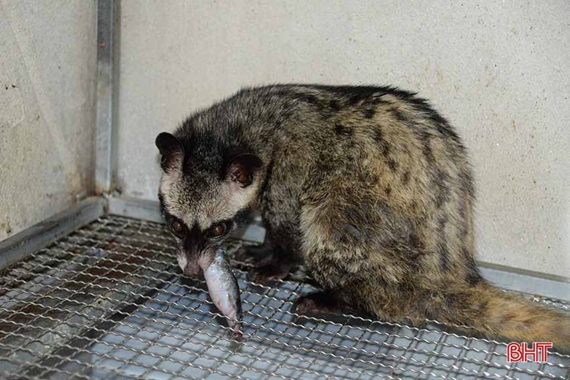 Chồn hương là loài vật hoạt động về đêm. Ảnh: Báo Hà Tĩnh