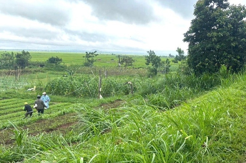 Đồng ruộng ở thôn Piơm, nơi bà N. gặp nạn. Ảnh: Dân trí