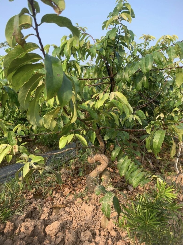 Cây thị – một loài cây quen thuộc của làng quê Việt Nam, đã bất ngờ xuất hiện dưới hình dáng bonsai. Ảnh: Tri Thức & Cuộc sống.