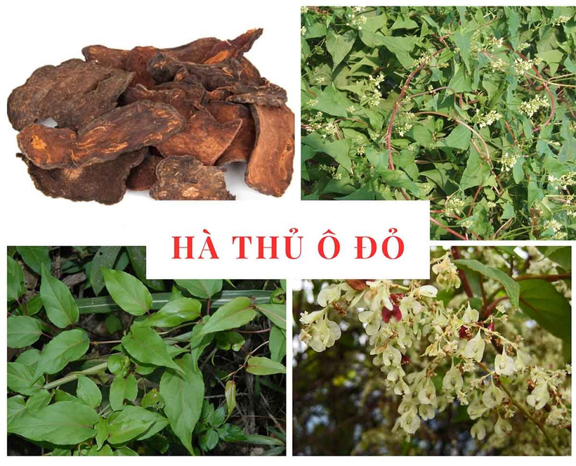 Hà thủ ô đỏ không chỉ bổ thận mà còn có tác dụng thần kinh rõ rệt