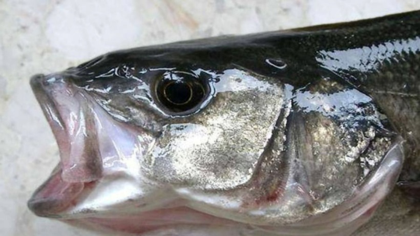 Việc ăn não cá có thể gián tiếp đưa chất độc vào cơ thể nên tốt nhất thì bạn nên loại bỏ bộ phận này trong quá trình sơ chế. Ảnh minh họa.