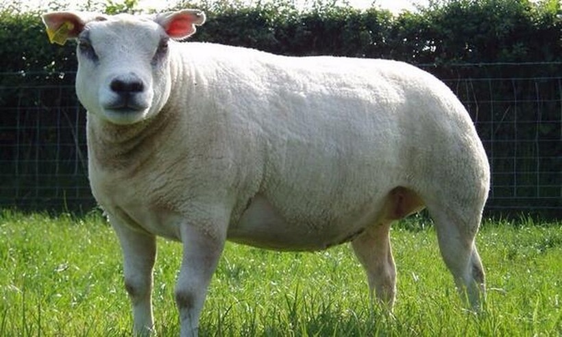 Cừu Beltex có lớp mỡ dưới da phát triển tốt hơn dê, nhưng lại ít mỡ tích lũy ở các cơ bên trong, do đó thịt của chúng nhiều nạc hơn thịt dê. Vì đặc điểm này, Beltex thường được gọi là "cừu lực sĩ" và rất dễ nhận biết.