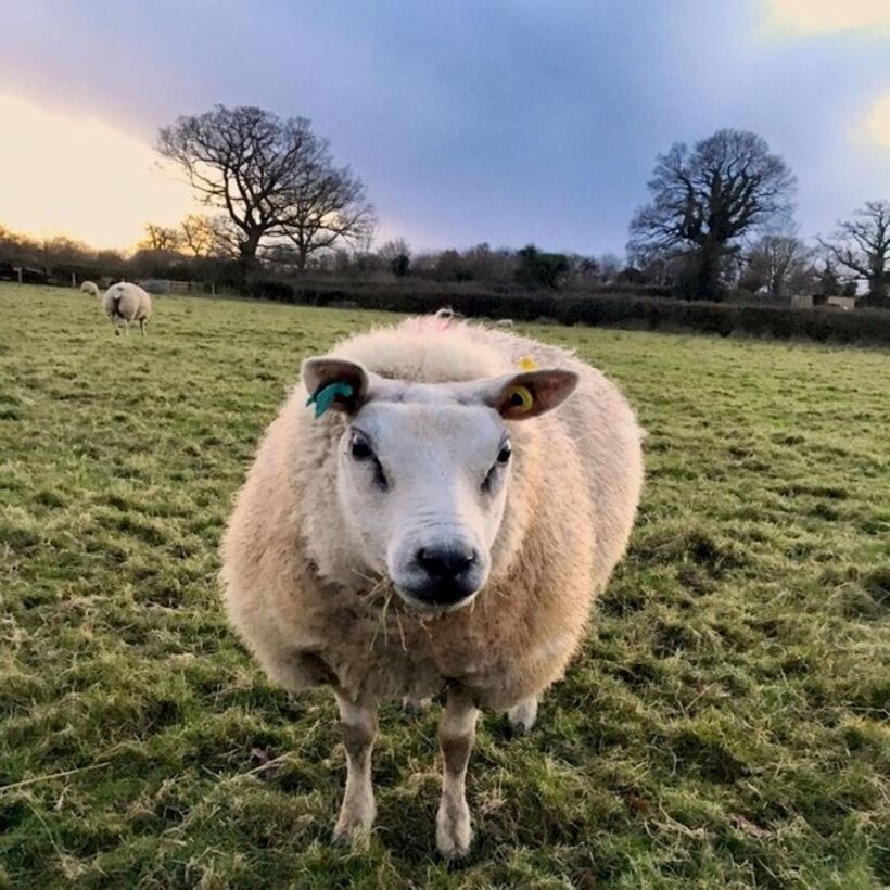 Lúc nhỏ, nhiều người lầm tưởng cừu Beltex là một con chó pitbull khoác áo lông cừu dày. Với vẻ ngoài này, thật khó tin đây là một con cừu.