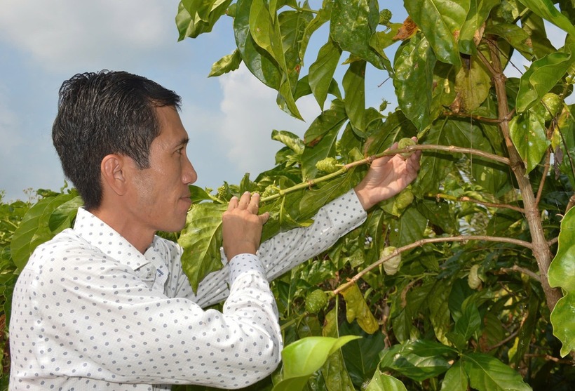 Kỹ sư công nghệ thông tin bỏ phố, về quê "ôm" trái "khó gần" kiếm tiền tỷ mỗi năm. Ảnh: VietNamnet