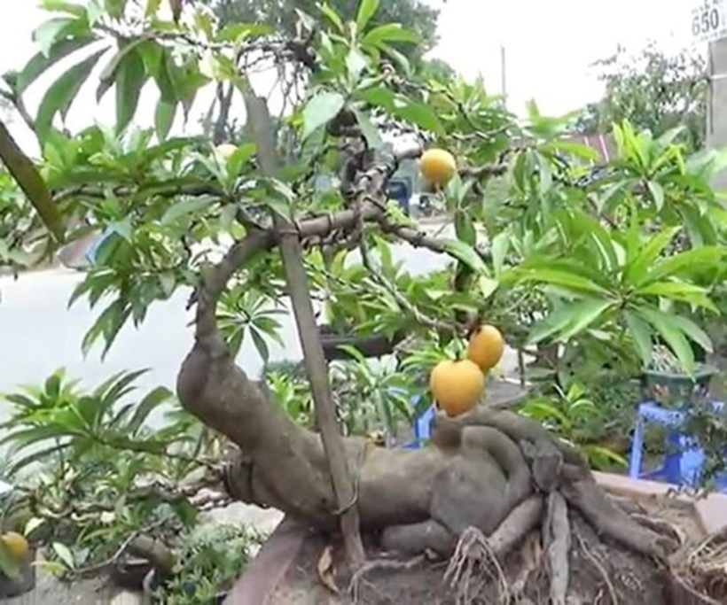 Trong những năm gần đây, cây trứng gà bất ngờ "biến hình" thành những chậu bonsai cho quả đẹp mắt, được giới chơi cây cảnh săn lùng để trưng bày. Ảnh: Tri Thức & Cuộc sống.