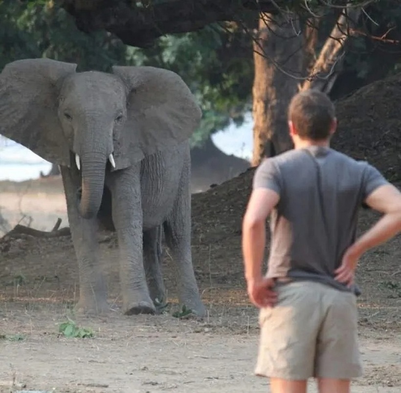 Ông Conradie chụp cùng một con voi. Ảnh: The Sun