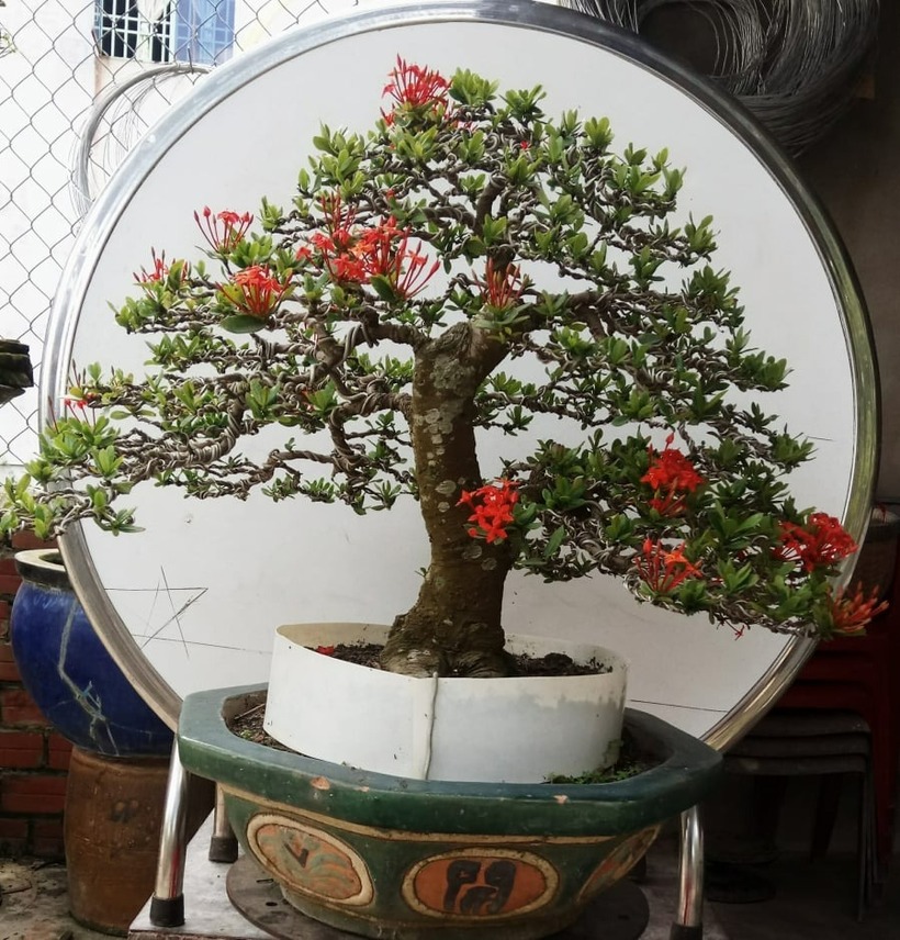 Cây mẫu đơn mang lại kinh tế cao khi trở thành bonsai. Ảnh: Thời báo Văn học nghệ thuật.