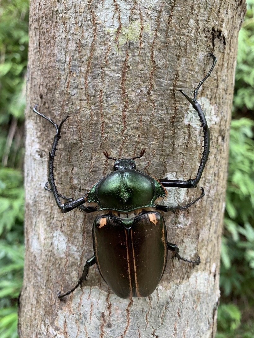 Cheirotonus jansoni được liệt kê là loài nguy cấp (EN) trong Sách đỏ IUCN về các loài bị đe dọa.